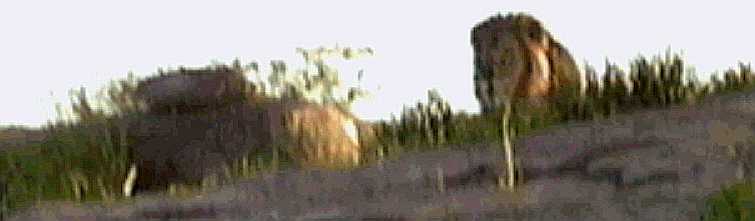 flaD.JPG (14597 bytes)